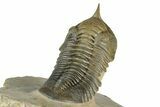 Morocconites Trilobite Fossil - Multi-Toned Shell Coloration #339444-4
